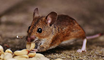 24 Hour & Emergency Exterminators in Sommerville Fork, WV
